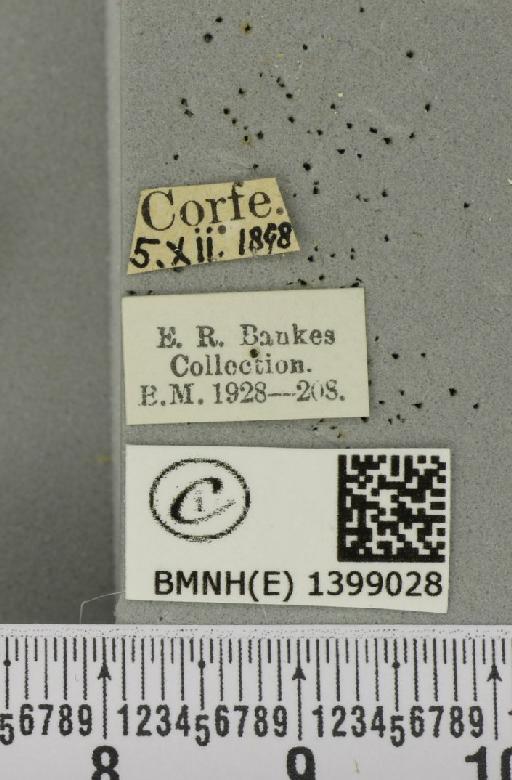 Poecilocampa populi (Linnaeus, 1758) - BMNHE_1399028_label_188828