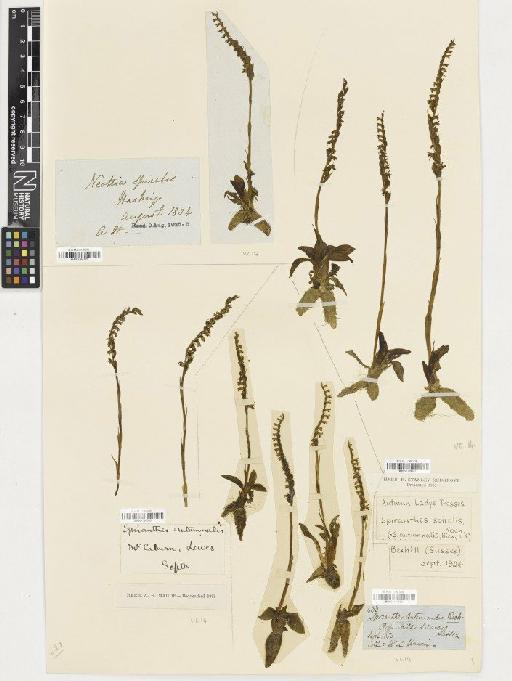 Spiranthes spiralis (L.) Chevall. - BM001164328