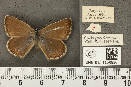 Lysandra coridon ab. transinaequalis Bright & Leeds, 1938 - BMNHE_1150856_102707