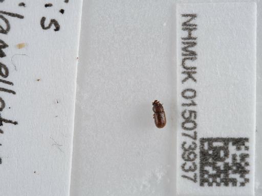 Cis bilamellatus Wood, 1884 - 015073937_3