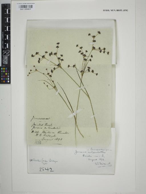 Juncus articulatus L. - BM012556637_packet
