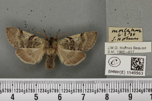 Achlya flavicornis galbanus Tutt, 1891 - BMNHE_1549963_239685