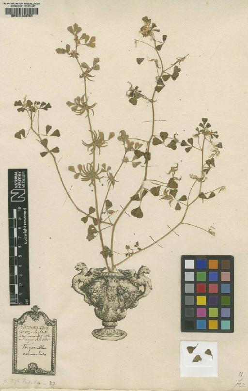 Trifolium corniculatum L. - BM000646765