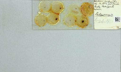 Lutzomyia (Lutzomyia) longipalpis Lutz & Neiva, 1912 - 015387825_811518_1329406_157792_NoStatus