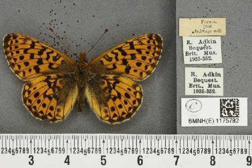 Boloria selene insularum Harrison, 1937 - BMNHE_1175782_31389