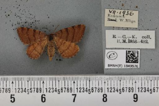 Macaria brunneata ab. fusca Lempke, 1952 - BMNHE_1849976_423421