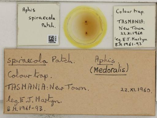 Aphis (Medoralis) spiraecola Patch, 1914 - 014226399_112527_1093088_157662_NoStatus