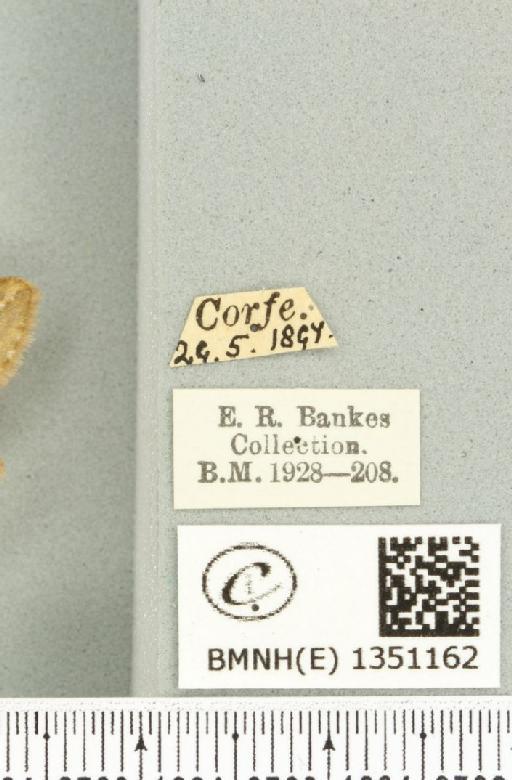 Korscheltellus lupulina ab. dacicus Caradja, 1893 - BMNHE_1351162_label_186272