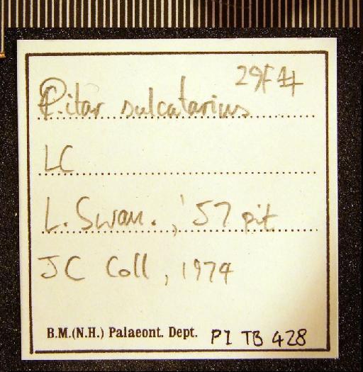 Pitar (Calpitaria) sulcatarius (Deshayes, 1825) - TB 428. Pitar (Calpitaria) sulcatarius (label 2)
