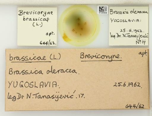 Brevicoryne brassicae Linnaeus, 1758 - 015370538_112582_1093424_0_NoStatus