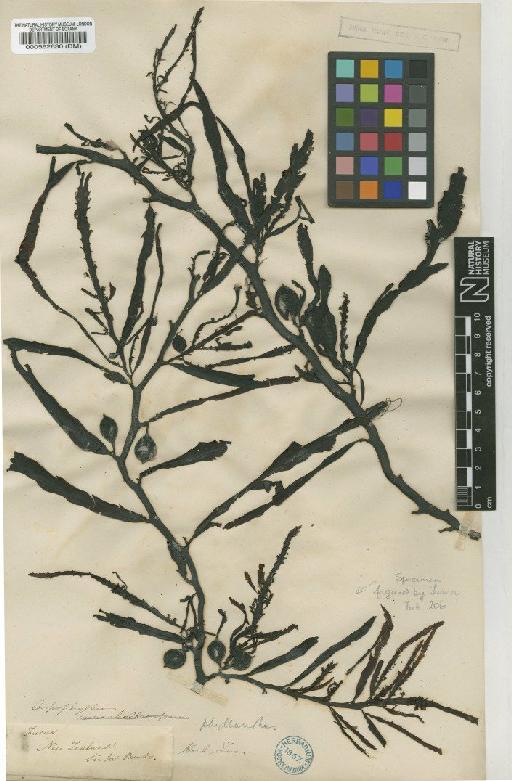 Carpophyllum flexuosum (Esper) Grev. - BM000562630