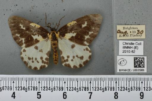 Abraxas grossulariata (Linnaeus, 1758) - BMNHE_1883581_439356