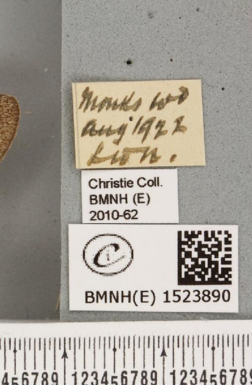 Trichiura crataegi (Linnaeus, 1758) - BMNHE_1523890_label_202428