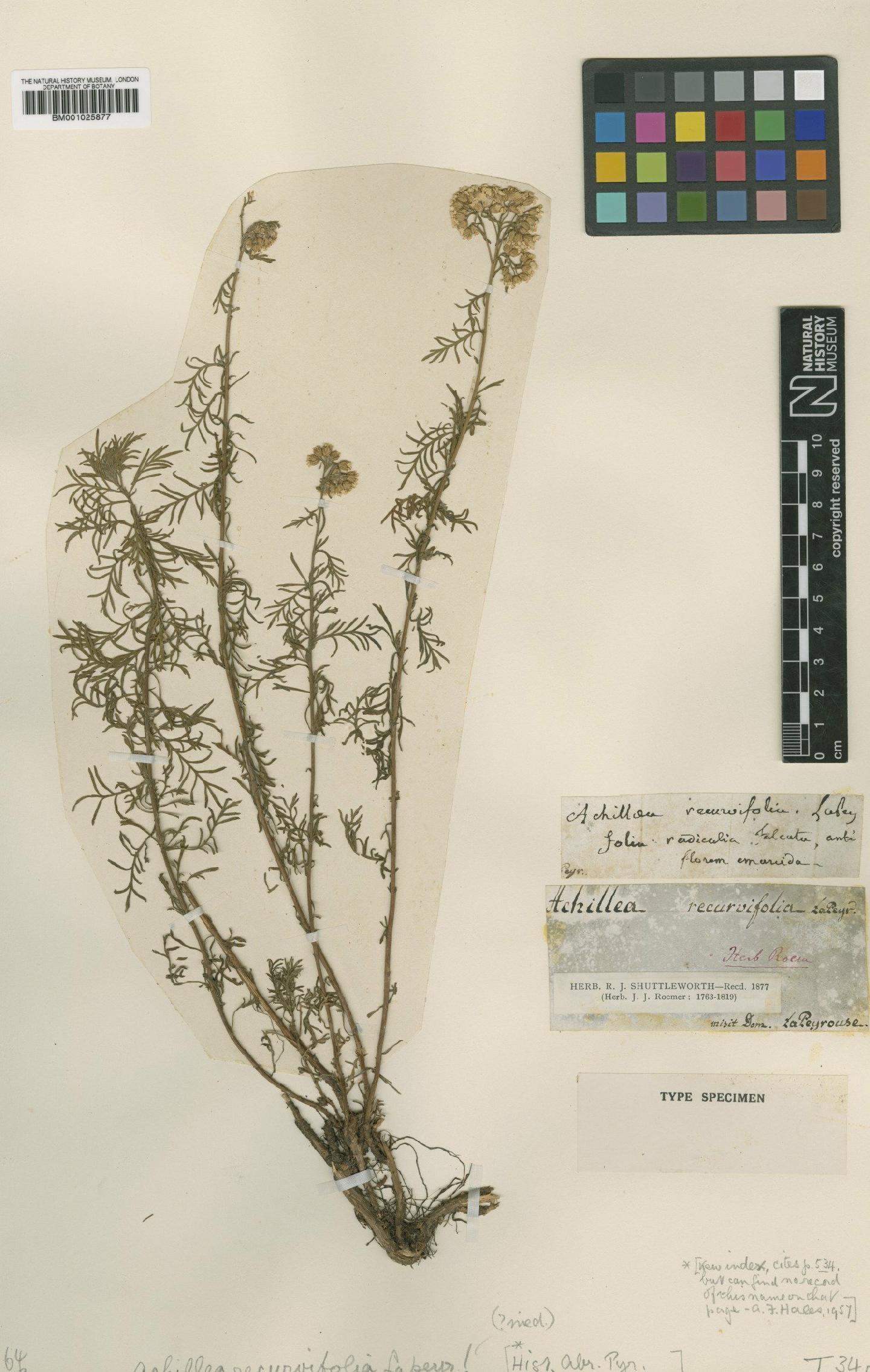 To NHMUK collection (Achillea chamaemelifolia Pourr.; Type; NHMUK:ecatalogue:1905544)
