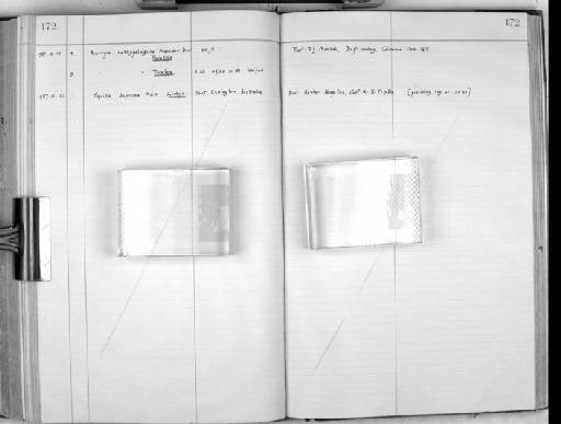 Anuropus bathypelagicus Menzies & Dow, 1958 - Zoology Accessions Register: Crustacea: 1935 - 1962: page 172