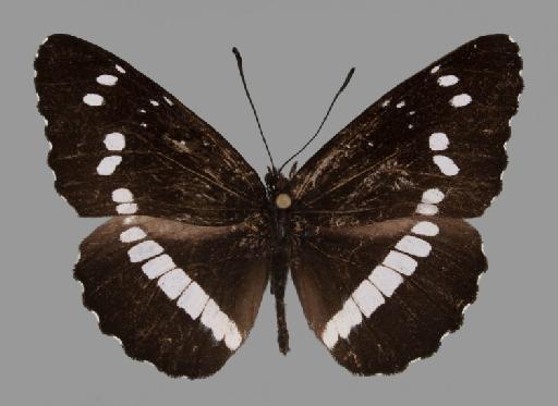 Neptis incongrua Butler - BMNH(E)#1719063_Neptis_incongrua_nguru_Keilland_holotype_male_dorsal