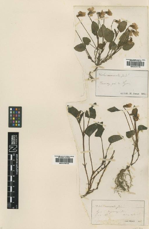 Viola canina L. - BM000751735