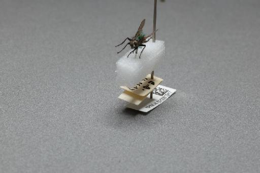 Sarcophaga (Myorhina) nigriventris Meigen, 1826 - 015091917_additional_3