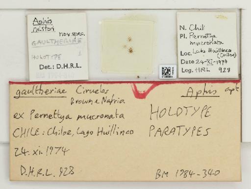Aphis gaultheriae Lopez Ciruelos et al., 2018 - 014863963_112474_611065_157789_Type