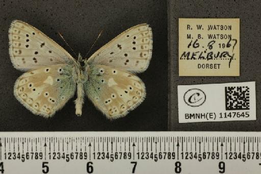 Lysandra coridon ab. pallidula Bright & Leeds, 1938 - BMNHE_1147645_101101