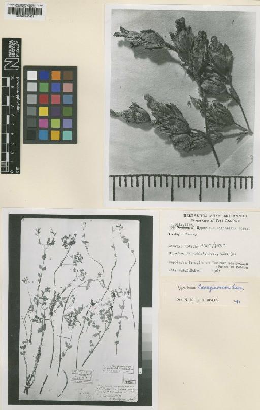 Hypericum scabrellum Boiss. - BM000946481