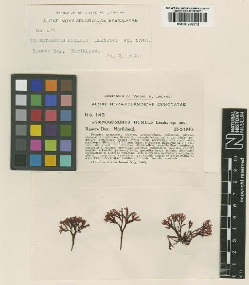 Ahnfeltiopsis humilis (Lindauer) J.A.Lewis & Womersley - BM000768512