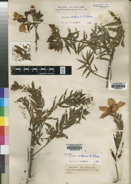 Hypericum balfourii N.Robson - BM000843944