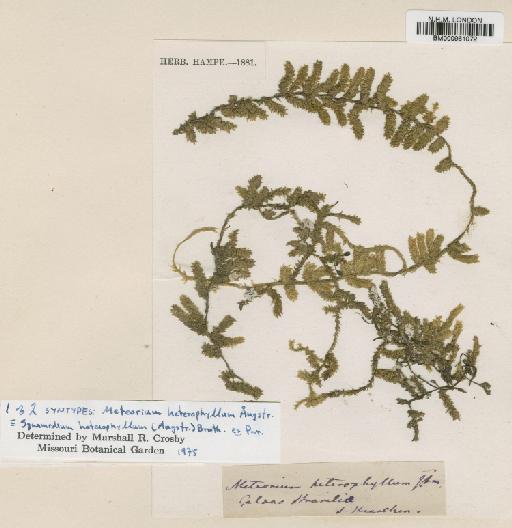Squamidium macrocarpum (Spruce ex Mitt.) Broth. - BM000961072