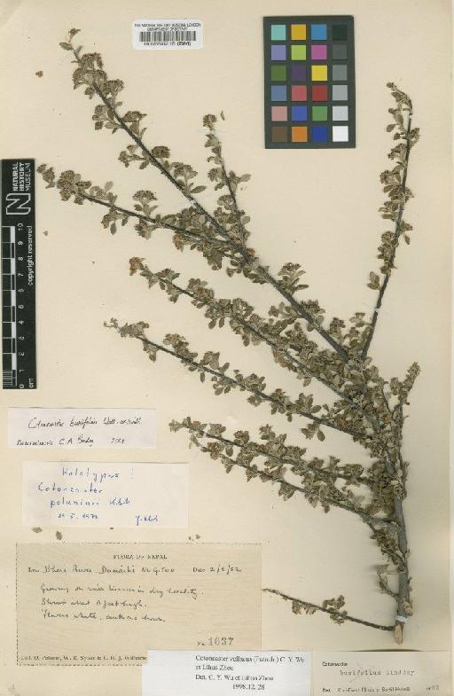 Cotoneaster poluninii G.Klotz - BM000550215