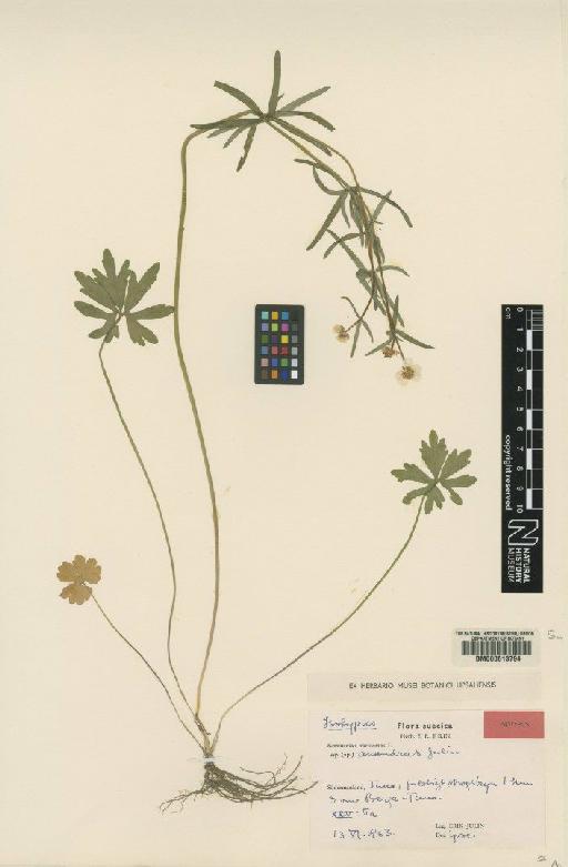 Ranunculus auricomus subsp. anandrus Julin - BM000613794