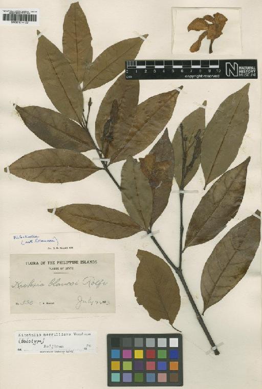 Kibatalia merrilliana Woodson - BM001014122