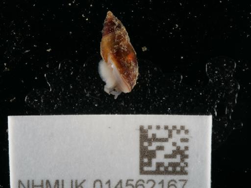 Leucophytia bidentata subterclass Tectipleura (Montagu, 1808) - 014562167_3