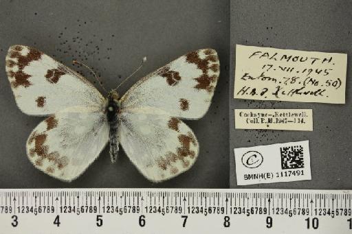 Pontia daplidice (Linnaeus, 1758) - BMNHE_1117491_68933