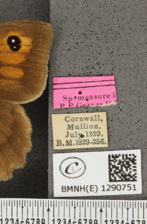 Maniola jurtina insularis (Thomson, 1969) - BMNHE_1290751_label_128353