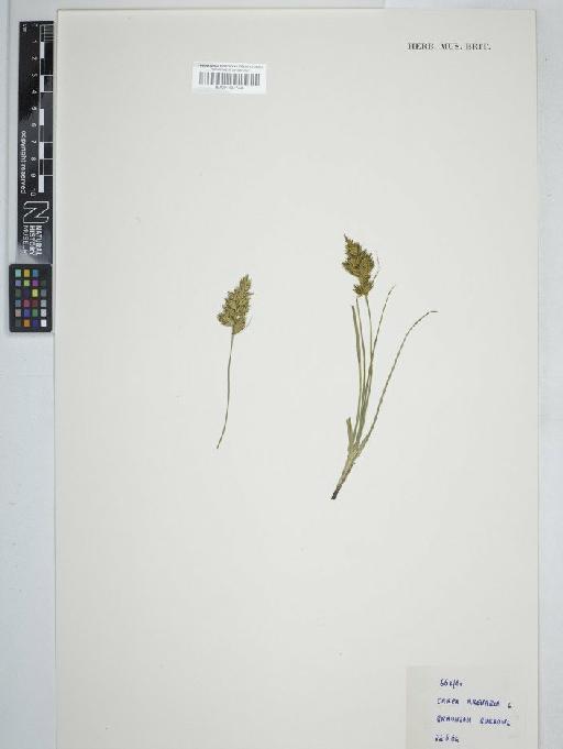 Carex arenaria L. - BM001131744C
