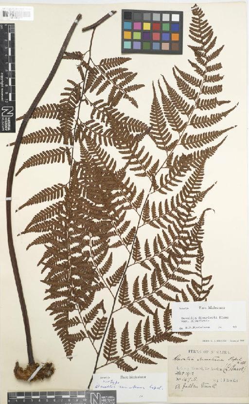 Davallia divaricata var. divaricata Blume - BM001045951
