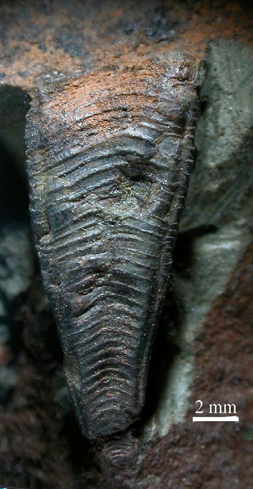 Conularia plicata Slater, 1907 - CL 328. Conularia plicata (specimen-1)