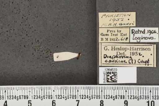 Diaphorina aegyptiaca Puton, 1892 - BMNHE_1264520_8941