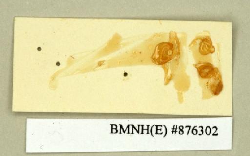 Blabera subspurcata Walker, 1868 - Blabera subspurcata Walker, F, 1868, male, lectotype, part. Photographer: Edward Baker. BMNH(E)#876302