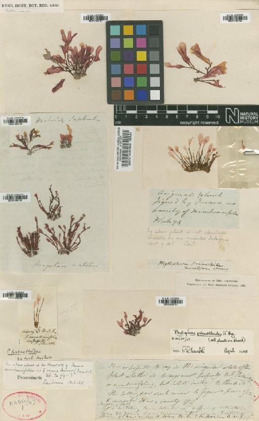 Phyllophora sicula (Kütz.) Guiry & L.M.Irvine - BM001082191