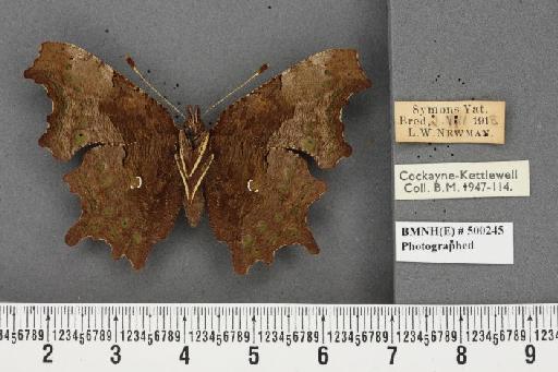 Polygonia c-album ab. i-album Tutt, 1896 - BMNHE_500245_22910