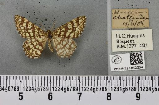 Chiasmia clathrata clathrata (Linnaeus, 1758) - BMNHE_1852504_424007