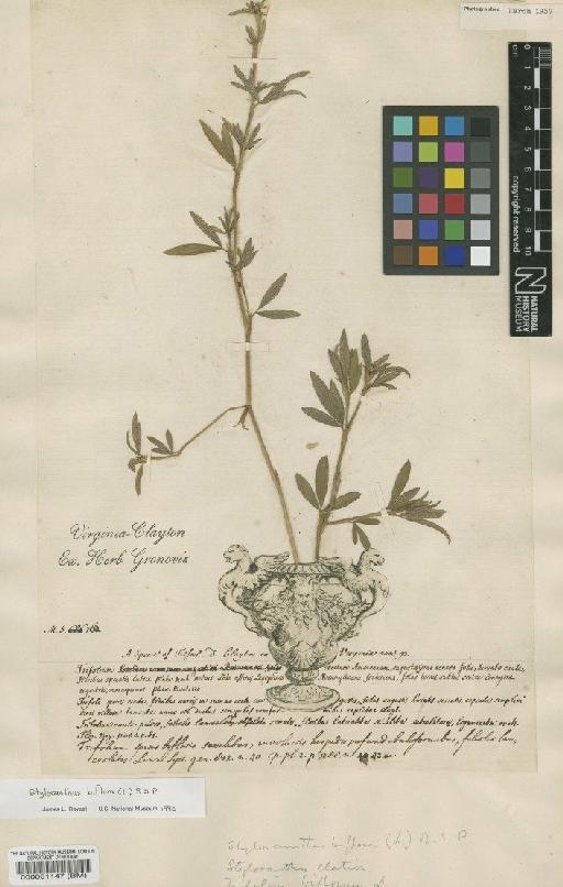 Trifolium biflorum L. - BM000051147