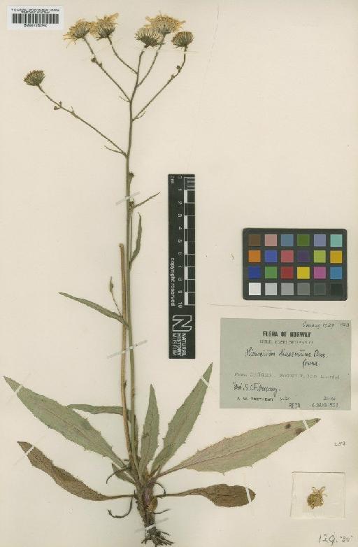 Hieracium saxifragum subsp. lurlejense Zahn - BM001050740