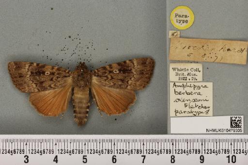 Amphipyra berbera svenssoni Fletcher, D.S., 1968 - NHMUK_010479305_571700