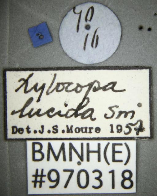 Xylocopa (Schonnherria) lucida Smith, F., 1874 - Xylocopa lucida BMNH(E)970318 type labels 2
