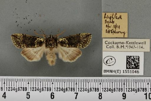 Polyploca ridens ab. erythrocephala Esper, 1786 - BMNHE_1551046_238368