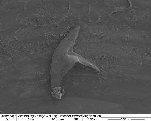 Aldridgeognathus manniki Miller et al. 2017 - cgmx0779.tif