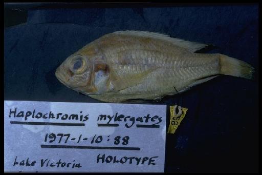 Haplochromis mylergates Greenwood & Barel, 1978 - Haplochromis mylergates; 1977.1.10.88