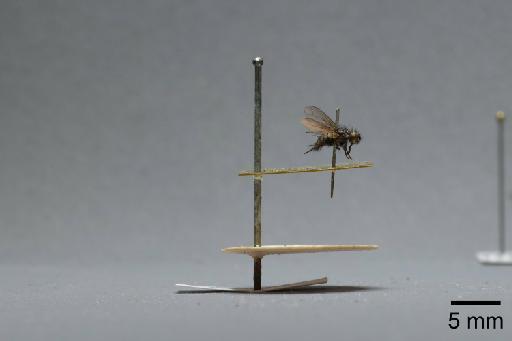 Sarcophaga (Myorhina) nigriventris Meigen, 1826 - 015092549_lateral